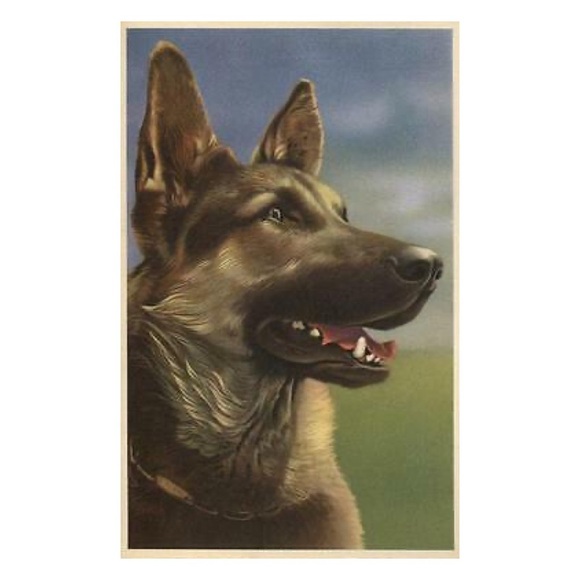 Alfred Mainzer German Shepherd Dog Squeaking Postcard - Picture 5 of 9